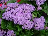 Ageratum 2